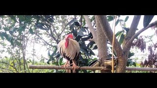 Hoabachthuy đang phát trực tiếpLongtailed ornamental chicken unique in the world p1 [upl. by Orsa]