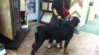 Big dog quotBlondiequot the 195 lb Rottweiler [upl. by Lombardo804]