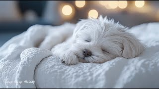 Música para dormir para perros🐶Reduce el estrés y la ansiedad de tu mascota🐶💖perro descansando [upl. by Henri]