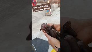 Omg 😱 Chocolate colour labrador puppy in india wow 😲dogbreed dog doglover shorts viral [upl. by Carolina]