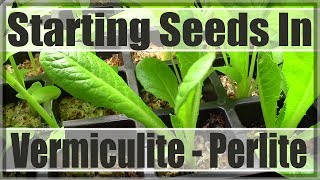 Starting Seeds Under Vermiculite  Perlite [upl. by Mcdowell]