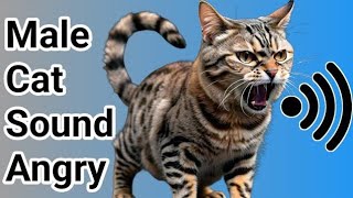 Male cat In Heat sounds  Cat sounds  Male cat mating call sounds [upl. by Waldon]