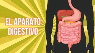 El Aparato Digestivo 👄  Vídeo Educativo para Niños [upl. by Ahsiekahs]