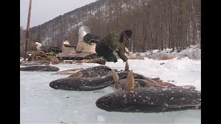 Winter fishing in the mountains of Baikal regionThere will sure be fish Mikhalich Russia [upl. by Jennica]