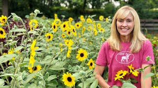 How to Plant Pinch and Harvest Branching Sunflowers [upl. by Ardnaz]