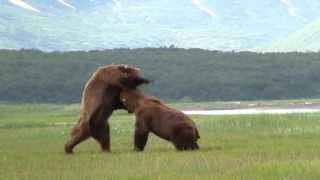 Battle Of The Giant Alaskan Grizzlies grizzly vs grizzly alaska [upl. by Selle]