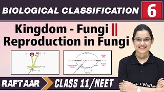 Biological Classification 06  Kingdom  Fungi l Reproduction in Fungi l Class 11NEET [upl. by Acirretahs946]