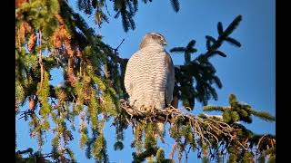 Goshawk  2CY  Otaniemi [upl. by Irahc918]