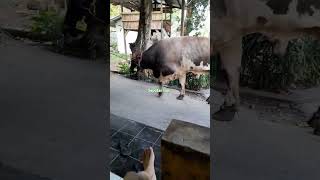 sapijumbo SAPI SUPER JUMBO sapilimousin penggemukan peternakan seputarsapi youtube [upl. by Foscalina529]