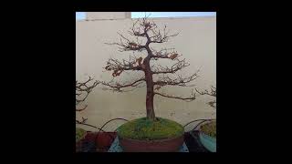 Formal Upright Bonsai Style  Chokkan bonsai art gardening [upl. by Moht]