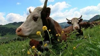 Agriculteurs à Hauteluce [upl. by Eidac]