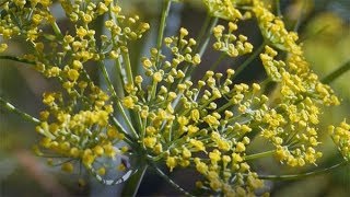 Dill Anethum graveolens [upl. by Byler]