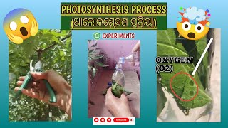 ଆଲୋକଶ୍ଲେସଣ ପ୍ରକ୍ରିୟା  Photosynthesis Process  EXPERIMENTS     OMEGAEXPERIMENTS09 [upl. by Amling126]