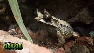 Rana Hoja Malaya 🐸😍 Megophrys nasuta 🤟🏼 Un canto ESPECTACULAR [upl. by Attesoj]