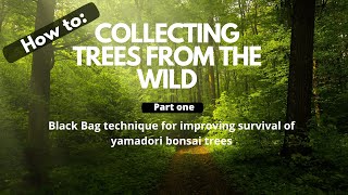 Collecting Bonsai Trees From The Wild Black Bag Technique [upl. by Anala848]