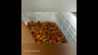 Industrial Fruits Seed Removal Machine Cherry Kernel Meat Separating Small Cherries Pitting Machine [upl. by Ahsenac]