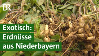 Erdnüsse aus Bayern – Erste Versuche mit dem Anbau erfolgreich  Unser Land  BR [upl. by Anawahs]