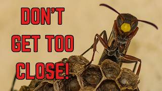 Worst Aussie Gardening Fear Up Close  Paper Wasp  Australia [upl. by Attenauq]