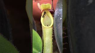 Will he survive 😧☠️ carnivorousplants nepenthes pitcherplant [upl. by Stead]