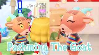 Pashmina The Goat Sisterly Villager Animal Crossing New Horizons ACNH [upl. by Atiseret]