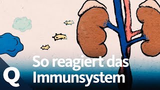 Wann das Immunsystem funktioniert  und wann nicht  Quarks [upl. by Lyudmila]