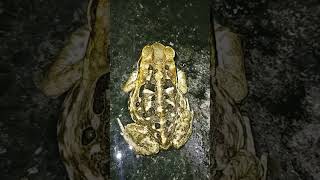 Frog  toad waiting for prey viralvideo viralshorts [upl. by Erda]