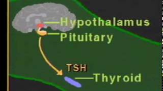 thyroid hormone physiologympg [upl. by Odo171]