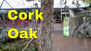 Trees Cork Oak  Quercus Suber  cork oak tree identification video UK [upl. by Calisa]