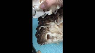 How to clean Maitake Mushrooms hen of the woods [upl. by Aven637]