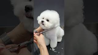 BICHON FRISES LOVE HIS GROOMING 🐾🐶🙉 dog cute puppy cutepet [upl. by Yurt677]