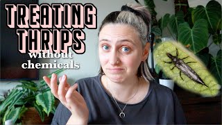 how I battle thrips naturally 🦟 Chemical Free Thrips Treatment [upl. by Olivia]