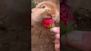 Best Animal Videos 2024  Pets Funny Moments  cute rabbit [upl. by Ingeborg]