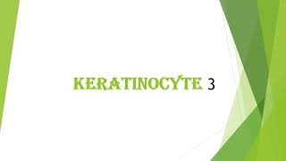 Epidermis 4  keratinocyte 3 keratohyalin granules and lamellar granules [upl. by Attenat]