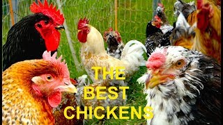 TOP 20 The best chicken breeds for homestead farming selfsufficient egg layers and table fowl [upl. by Ailam]