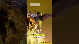 The Hummingbird The Only Bird That Can Fly Backward🐦✨ Hummingbird Subscribenow Shorts facts [upl. by Mik]