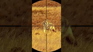 Coyote hunting with sniper rifle wildlife coyote coyotehunt shorts snipers huntingvideos [upl. by Attenborough]