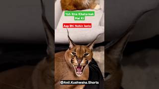 African Caracal  Wild Cat  Anil short african caracal wildcat cat facts [upl. by Ahseiym536]