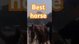 Best horse rider animallover shorts protectanimals fastandfurious [upl. by Cirad]