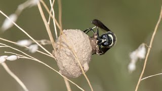 Eumenes fraternus fraternal potter wasp constructing her nest [upl. by Joslyn]