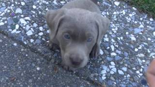 Trained my new 7 week old Silver Lab Labrador puppy to sit in 5 minutes [upl. by Akener]