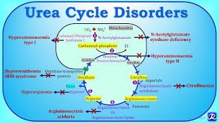 6 Urea cycle disordersUCD  Amino acid metabolism Biochemistry  NJOY Biochemistry [upl. by Osterhus500]