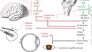 Anatomy of the accommodation reflex [upl. by Eugilegna]