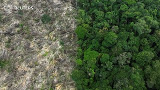 Deforestation in Brazils Amazon drops in first half of 2023 [upl. by Cattima]