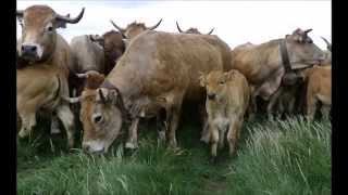 Transhumance Race Aubrac mei 2015 Montagne Pailherols Cantal [upl. by Naarah]