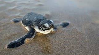 93 Green Turtles Wild Hatching Kuruwitu Kenya 19 07 2017 [upl. by Modie849]