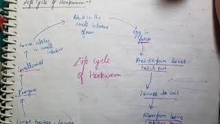 Ancylostoma Duodenale Life Cycle Microbiology [upl. by Fari640]