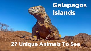 Galapagos Islands Wildlife 27 Unique Animals To See [upl. by Pegasus]