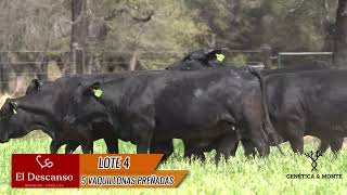 LOTE 4 VAQUILLONAS PREÑADAS [upl. by Idnym952]