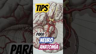 TIPS para NEUROANATOMÍA  ANATOMÍA HUMANA 🥇📚✔ [upl. by Seleta824]