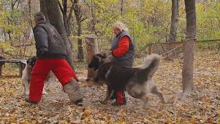 Caucasian Ovcharka Caucasian Shepherd caucasianshepherddog dogs [upl. by Eirellam]